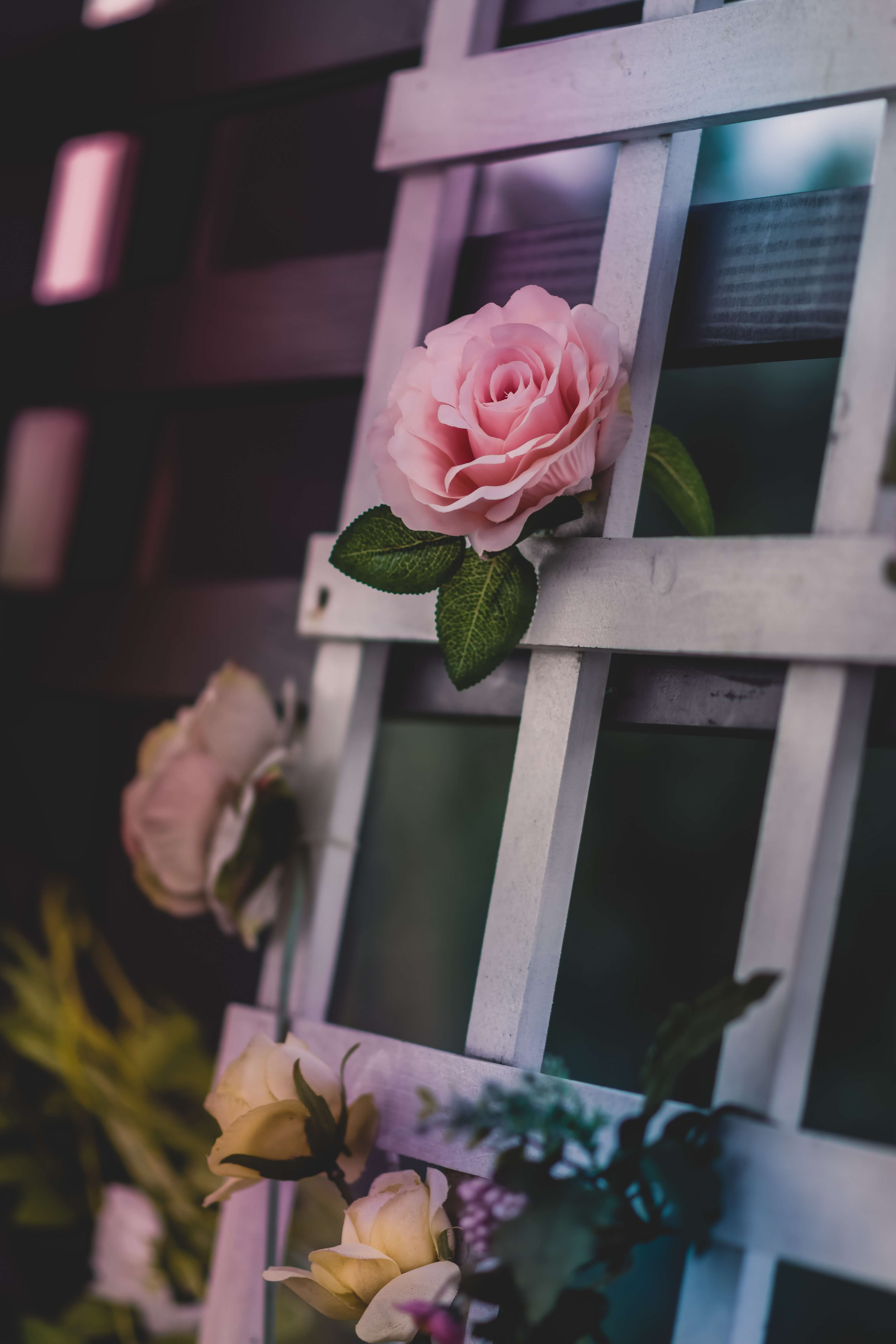 background (11).png